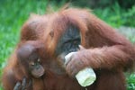 Mama Orangutan drinking water [sumatra_0109]