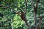 Mama Orangutan memanjat dengan bayi