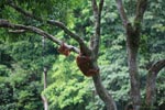 Mama Orangutan memanjat dengan bayi