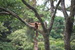 Baby Orangutan in Tree