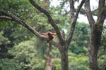 Baby Orangutan in Tree [sumatra_0124]
