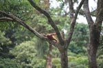 Baby Orangutan in Tree [sumatra_0126]