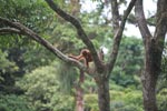 Baby Orangutan in Tree [sumatra_0127]