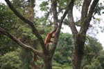 Mama Orangutan Carrying Baby [sumatra_0128]