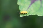 Yellow beetle [sumatra_0133]