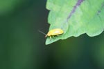 Yellow beetle [sumatra_0134]