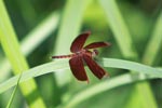Reddish-brown dragonfly, possibly the Red Grasshawk (Neurothemis fluctuans)