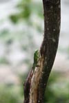 Green Crested Lizard (Bronchocela cristatella) [sumatra_0149]