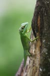 Green Crested Lizard (Bronchocela cristatella)