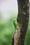 Green Crested Lizard (Bronchocela cristatella) [sumatra_0151]