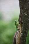 Green Crested Lizard (Bronchocela cristatella) [sumatra_0152]