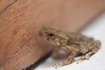 Brown toad [sumatra_0159]