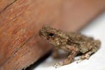 Brown toad [sumatra_0161]
