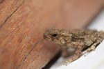 Brown toad [sumatra_0162]