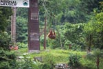 Female orangutan crossing over the Bohorok river using a wire near the entrance of Gunung Leuser [sumatra_0167]