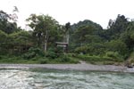 Female orangutan crossing over the Bohorok river using a wire near the entrance of Gunung Leuser [sumatra_0168]
