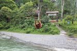 Female orangutan crossing over the Bohorok river using a wire near the entrance of Gunung Leuser