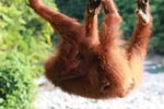 Mama Orangutan Carrying Baby [sumatra_0177]
