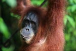 Orangutan in Bukit Lawang [sumatra_0181]