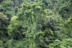Rainforest vegetation of Gunung Leuser national park