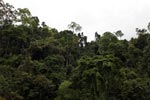 Rainforest vegetation of Gunung Leuser national park [sumatra_0208]