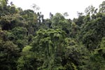 Rainforest vegetation of Gunung Leuser national park [sumatra_0209]