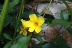 Yellow flower [sumatra_0240]