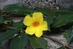 Yellow flower [sumatra_0242]