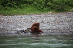 Ex-captive orangutan sitting on a river bank