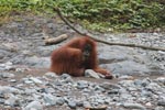 Ex-captive orangutan looking deranged