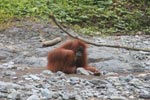 Ex-captive orangutan looking deranged [sumatra_0256]