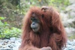Ex-captive orangutan scratching her head