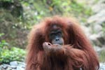 Scruffy Orangutan in Bukit Lawang