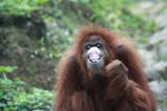 Orangutan making faces [sumatra_0269]
