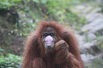 Orangutan making faces [sumatra_0270]