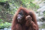 Orangutan making faces [sumatra_0271]