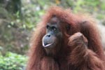 Orangutan making faces [sumatra_0273]