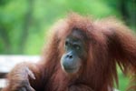 Orangutan in Bukit Lawang [sumatra_0278]