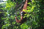 Orangutan in Tree [sumatra_0280]