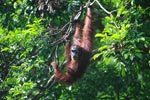 Large Orangutan in a Tree [sumatra_0288]