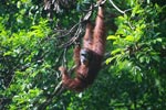 Besar Orangutan di Pohon