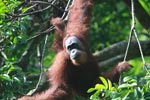 Large Orangutan in a Tree [sumatra_0290]