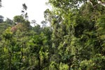 Orangutan resting in its nest high in the rainforest canopy