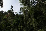 Gunung Leuser rainforest [sumatra_0327]