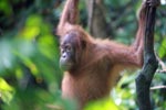Orangutan in Tree [sumatra_0335]