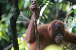 Orangutan in Tree [sumatra_0337]
