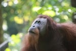 Large Male Orangutan looking up
