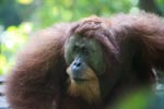 Very Large Male Orangutan