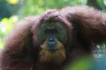 Orangutan with Large Face Plate [sumatra_0354]