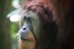 Orangutan with Large Face Plate [sumatra_0361]